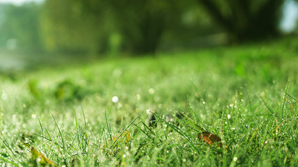 Morning dew on the grass, sunlight, rays, water drops, shine. Vegetative natural background, autumn grass. Morning in the sun, close-up. Background bokeh.