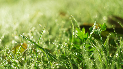 Morning dew on the grass, sunlight, rays, water drops, shine. Vegetative natural background, autumn grass. Morning in the sun, close-up. Background bokeh.