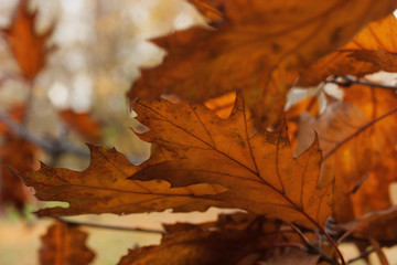 Brown autumn leaves of oak. Could be background.