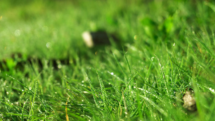Morning dew on the grass, sunlight, rays, water drops, shine. Vegetative natural background, autumn grass. Morning in the sun, close-up. Background bokeh.