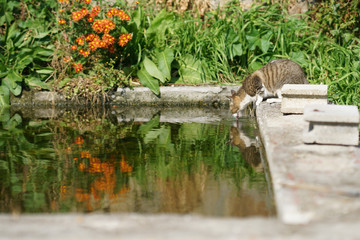 水を飲む猫　田代島　Tashirojima,Japan Cats Paradise,Cats Island