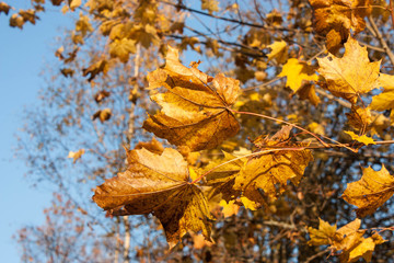 autumn beauty