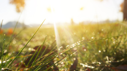 Morning dew on the grass, sunlight, rays, water drops, shine. Vegetative natural background, autumn...