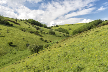 Obraz premium Cattle grazing in the valley at Scoredale on the Yorkshire Wolds