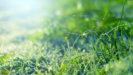 Morning dew on the grass, sunlight, rays, water drops, shine. Vegetative natural background, autumn grass. Morning in the sun, close-up. Background bokeh.