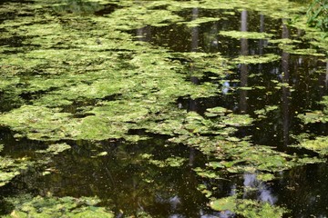 水面に浮く葉っぱ