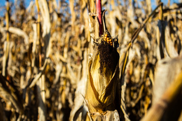 Maisfeld, vertrocknet