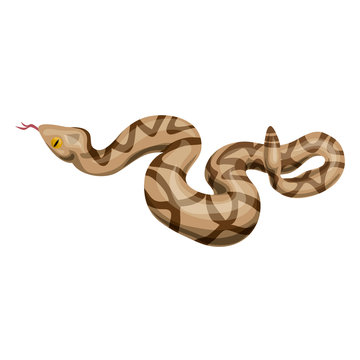 Rattlesnake icon. Cartoon of rattlesnake vector icon for web design isolated on white background