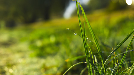 Morning dew on the grass, sunlight, rays, water drops, shine. Vegetative natural background, autumn grass. Morning in the sun, close-up. Background bokeh.