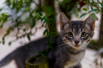 curious Kitten