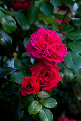 Beautiful red rose bush growing in the garden.