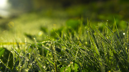 Morning dew on the grass, sunlight, rays, water drops, shine. Vegetative natural background, autumn grass. Morning in the sun, close-up. Background bokeh.