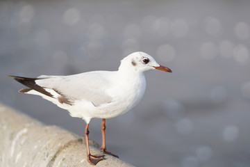 Seagull standing on Rail Bridge at the sea