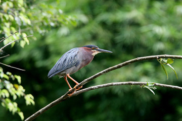 Garza azul