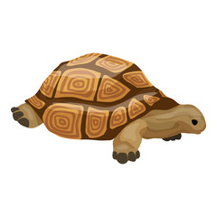 Turtle icon. Cartoon of turtle vector icon for web design isolated on white background