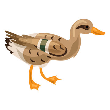 Wild duck icon. Cartoon of wild duck vector icon for web design isolated on white background