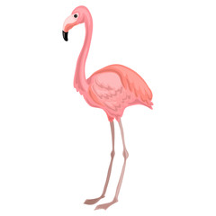 Flamingo icon. Cartoon of flamingo vector icon for web design isolated on white background