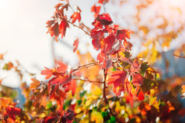 Red and yellow autumn leaves. Beautiful wallpaper.