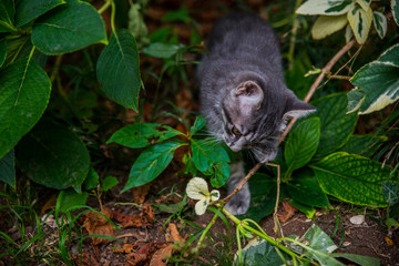 curious kitten