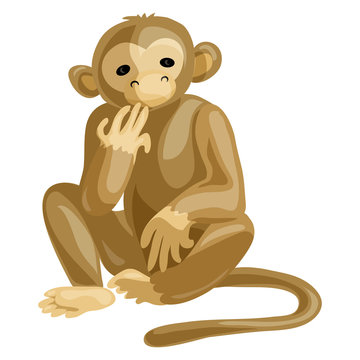 Monkey icon. Cartoon of monkey vector icon for web design isolated on white background