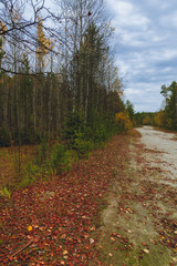 Forest road covered with fallen autumn leaves