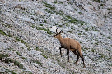 Chamois walking uphill