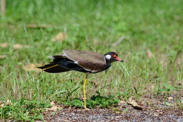 Red-wattled lapwing is an Asian lapwing or large plover, a wader in the family Charadriidae. They are ground birds that are incapable of perching.