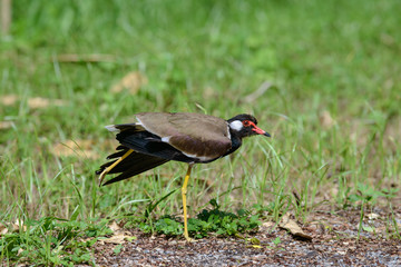 Red-wattled lapwing is an Asian lapwing or large plover, a wader in the family Charadriidae. They are ground birds that are incapable of perching.