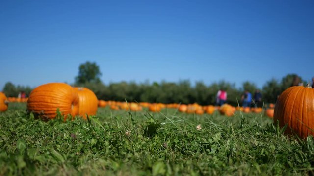 Brunette woman picks up a pumpkin in a field during autumn at pumpkin patch
