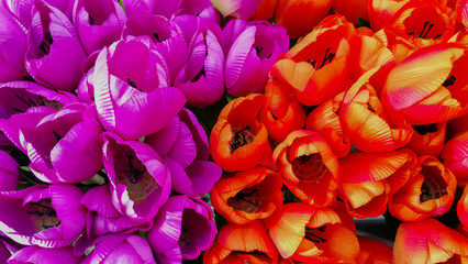 Tulip, Flower, Flowerbed, Flower Head, Plant