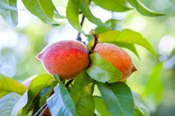 Ripe juicy peaches on a tree branch on sunny summer day.