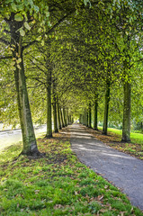 Asphalt path in between lines of linden trees in autumn