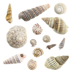 Sea Shell set.