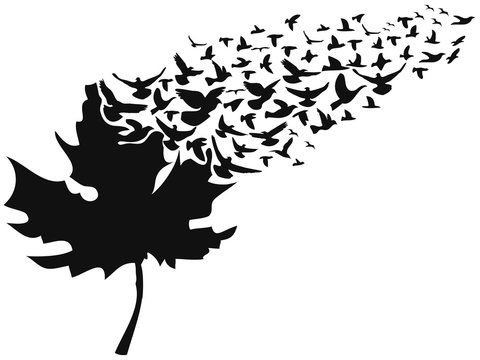 birds flying away maple leaf