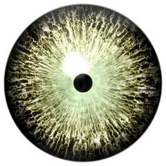 Aligator animal eyeball isolated on white background, animal eye 3d with green yellow brown color, black pupil, white background, 3d eye texture