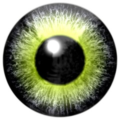 Aligator animal eyeball isolated on white background, animal eye 3d with green yellow brown color, black pupil, white background, 3d eye texture