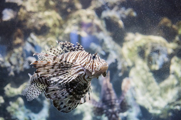 Devil lionfish (Pterois miles) tropical fish in aquarium