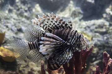 Devil lionfish (Pterois miles) tropical fish in aquarium