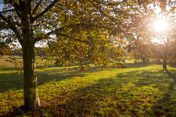 Bright scenic autumn view of sunlight filtered through yellow leaves in green parkland