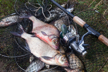 Two big freshwater common bream fish and fishing rod with reel on landing net..