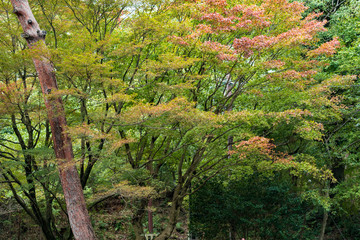 秋冬の季節が迫る紅葉のちら見