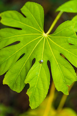 カタツムリハウスと大きな葉