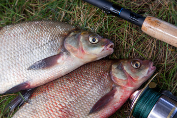 Successful fishing -  two big freshwater bream fish and fishing rod with reel on natural background..