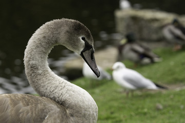 Grey Swan with a Long Curled Neck and Fluffy Plumage.