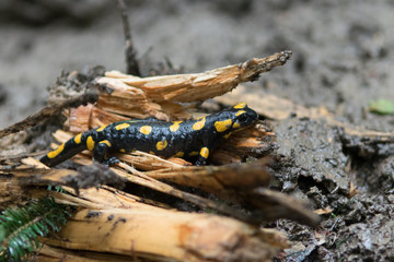Feuersalamander