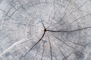 tree stumps and felled forest deforestation abstract for background