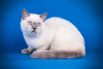 Scottish straight shorthair cat on colored backgrounds