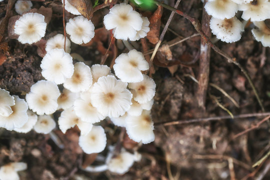 Small Termitomyces fuliginosus Heim on vegetable garden ground.
