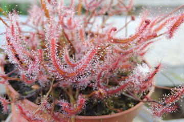 The red carnivorous forked-leafed sundew - obrazy, fototapety, plakaty