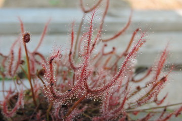 The red carnivorous forked-leafed sundew - obrazy, fototapety, plakaty